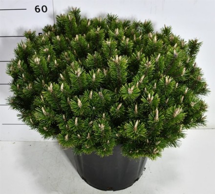Pinus mugo 'Pumuckel'