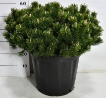Pinus mugo 'Pumuckel'