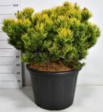 Pinus mugo 'Carsten's Wintergold'