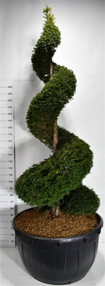 Taxus baccata