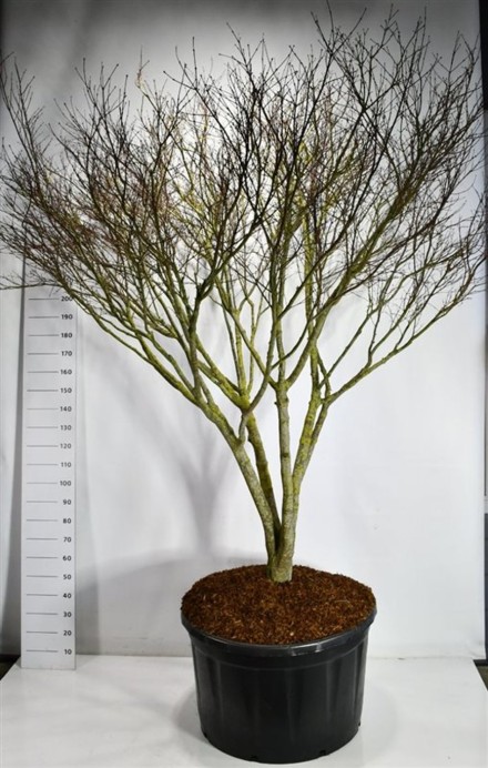 Acer pal. 'Atropurpureum'