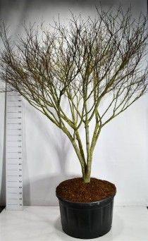 Acer pal. 'Atropurpureum'