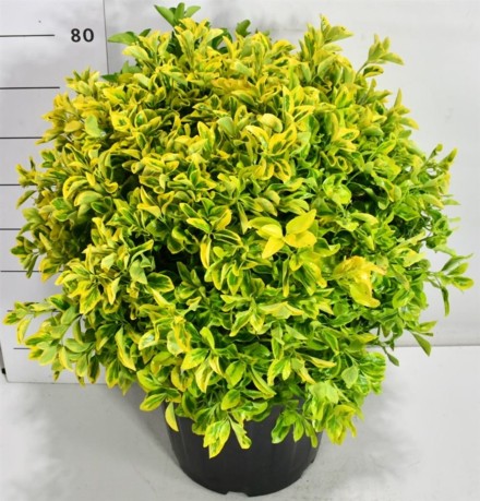 Euonymus jap. 'Aureus'