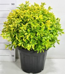 Euonymus jap. 'Aureus'