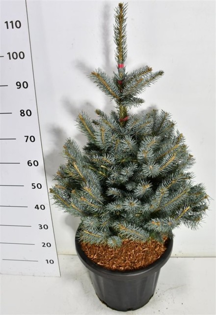 Picea pungens 'Fat Albert'