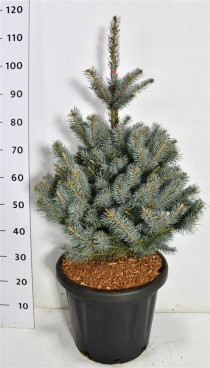Picea pungens 'Fat Albert'