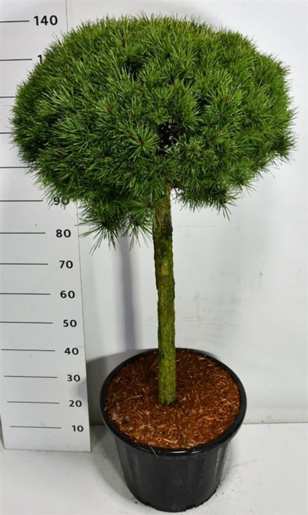Pinus sylvestris 'Watereri Nana'