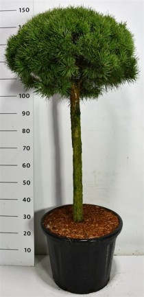Pinus sylvestris 'Watereri Nana'