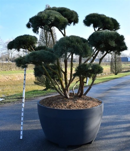 Pinus sylvestris 'Watereri'
