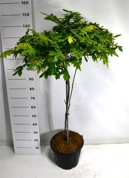 Wisteria brach. 'Yokohama fuji'