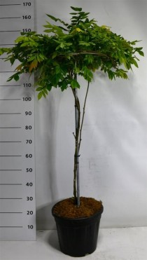 Wisteria brach. 'Yokohama fuji'