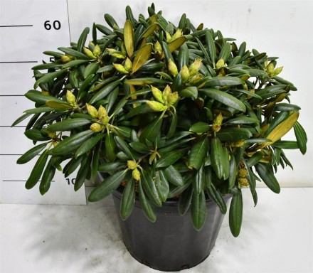 Rhododendron (Y) 'Kalinka'