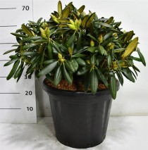Rhododendron (Y) 'Kalinka'