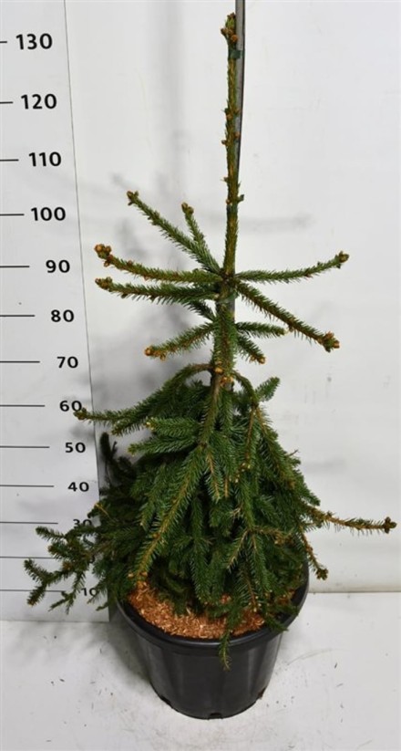 Picea a. 'Inversa'