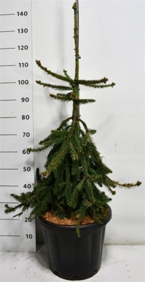 Picea a. 'Inversa'