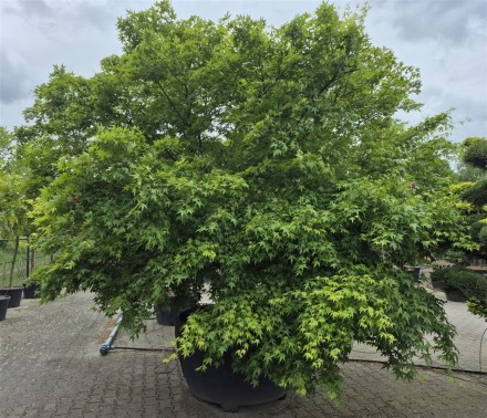 Acer palmatum