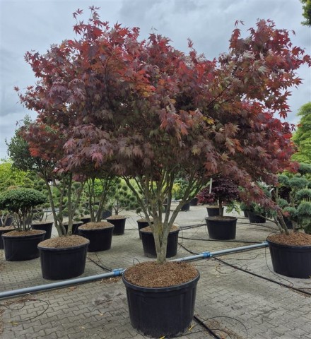 Acer pal. 'Atropurpureum'