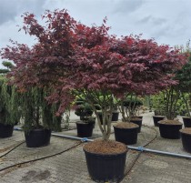 Acer pal. 'Atropurpureum'