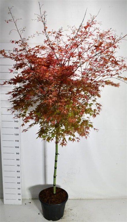 Acer pal. 'Beni-maiko'