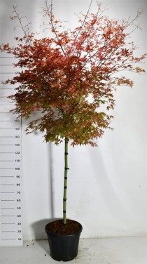 Acer pal. 'Beni-maiko'