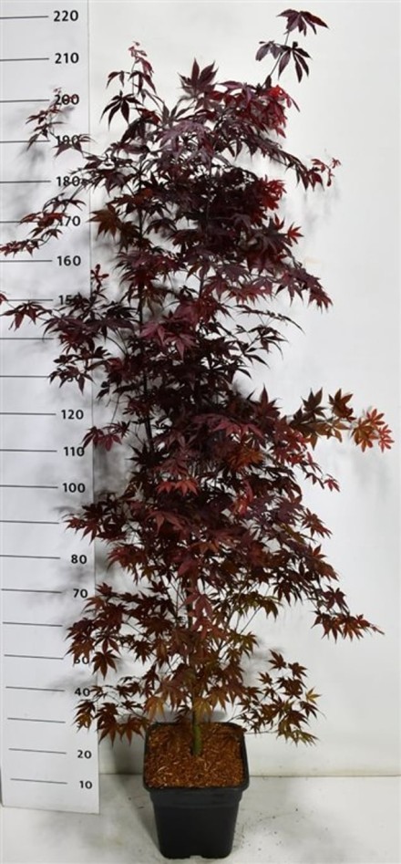 Acer pal. 'Bloodgood'