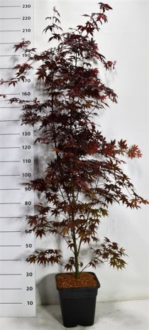 Acer pal. 'Bloodgood'
