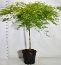 Acer pal. 'Emerald Lace'