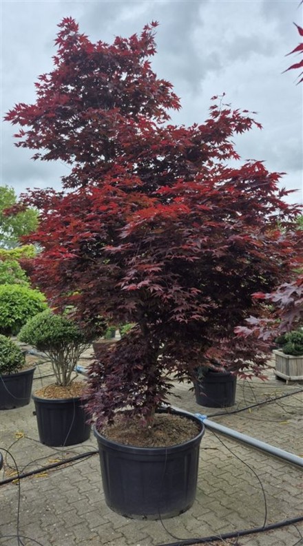 Acer pal. 'Fireglow'