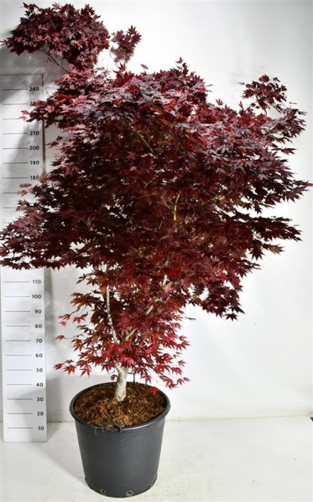 Acer pal. 'Fireglow'