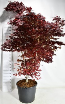 Acer pal. 'Fireglow'