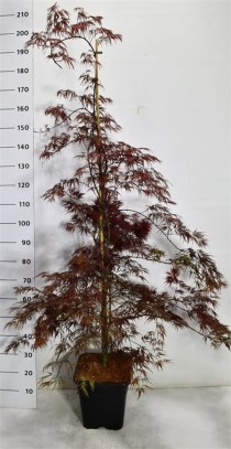 Acer pal. 'Inaba-shidare'