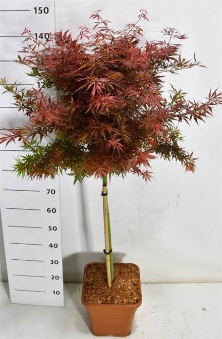 Acer pal. 'Jerre Schwartz'