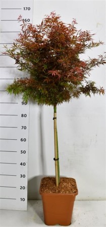 Acer pal. 'Jerre Schwartz'