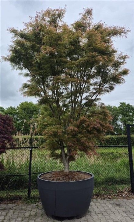 Acer pal. 'Linearilobum'
