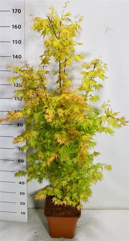 Acer pal. 'Orange Dream'