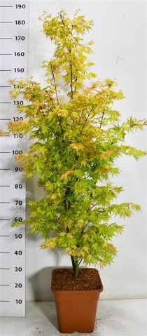Acer pal. 'Orange Dream'