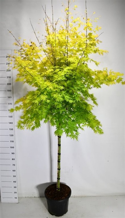 Acer pal. 'Orange Dream'