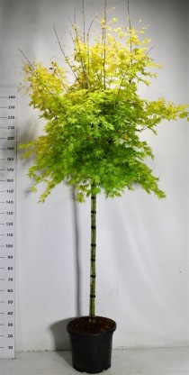Acer pal. 'Orange Dream'