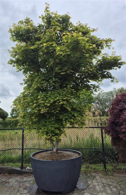 Acer pal. 'Osakazuki'