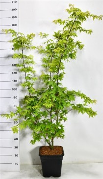 Acer pal. 'Osakazuki'