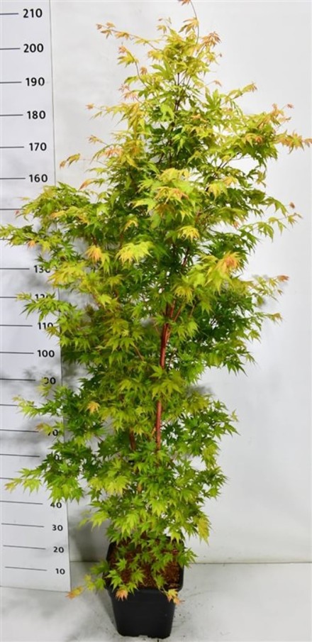 Acer pal. 'Sangokaku'