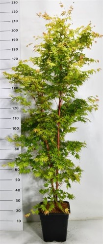 Acer pal. 'Sangokaku'