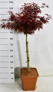 Acer pal. 'Shaina'