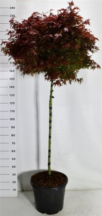 Acer pal. 'Shaina'