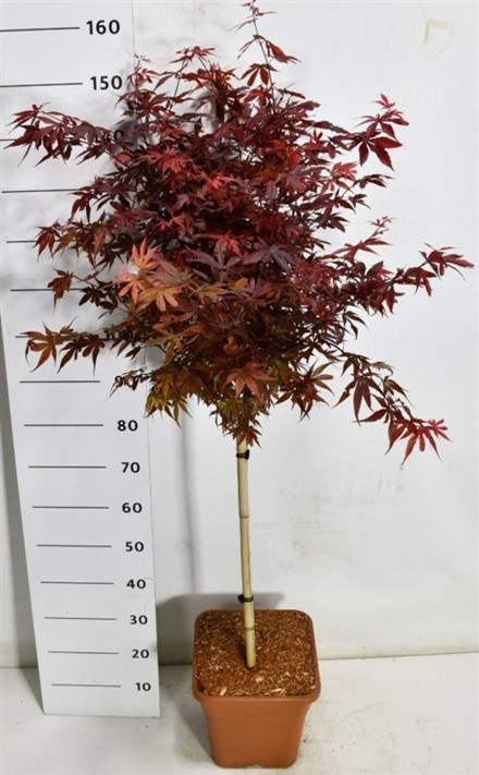 Acer pal. 'Skeeter's Broom'