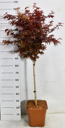 Acer pal. 'Skeeter's Broom'
