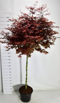Acer pal. 'Skeeter's Broom'
