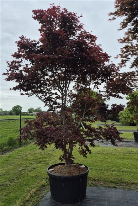 Acer pal. 'Sumi-nagashi'