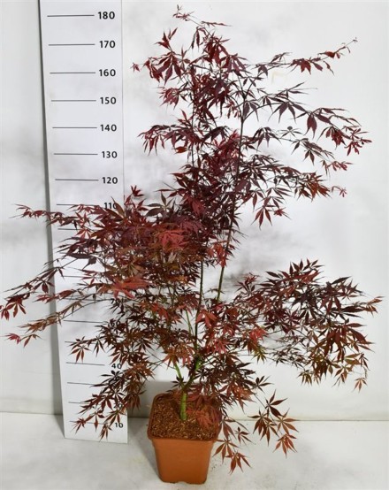 Acer pal. 'Sumi-nagashi'