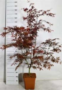 Acer pal. 'Sumi-nagashi'